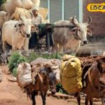 गर्मियों के मौसम में, जानवरों पर अत्यधिक भार महंगा हो सकता है