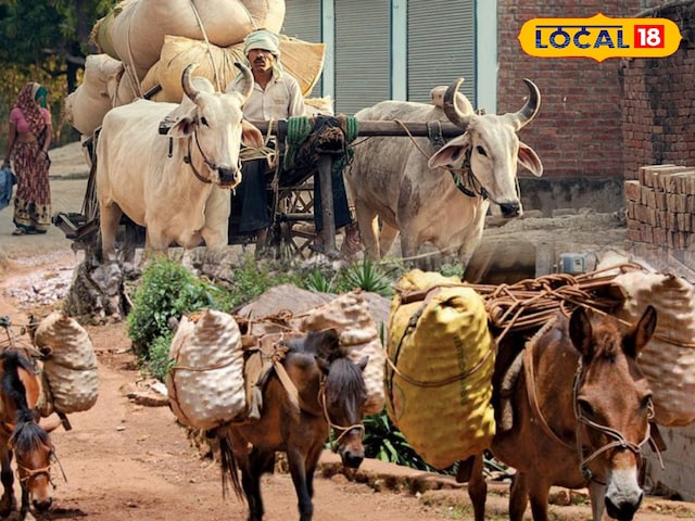 गर्मियों के मौसम में, जानवरों पर अत्यधिक भार और अधिक काम महंगा हो सकता है … आदेश जानें
