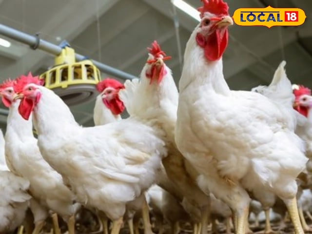 गर्मियों में, इस गर्मी में मुर्गियों की देखभाल करें, अंडे की क्षमता बढ़ जाएगी, मृत्यु दर भी कम हो जाएगी