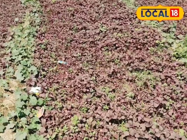 गर्मियों में चौकी ग्रीन्स बलभगढ़ के किसानों का भागीदार बन गया, कम लागत में लाभ और बाजार में जबरदस्त की मांग