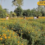 गेंदे का फूल