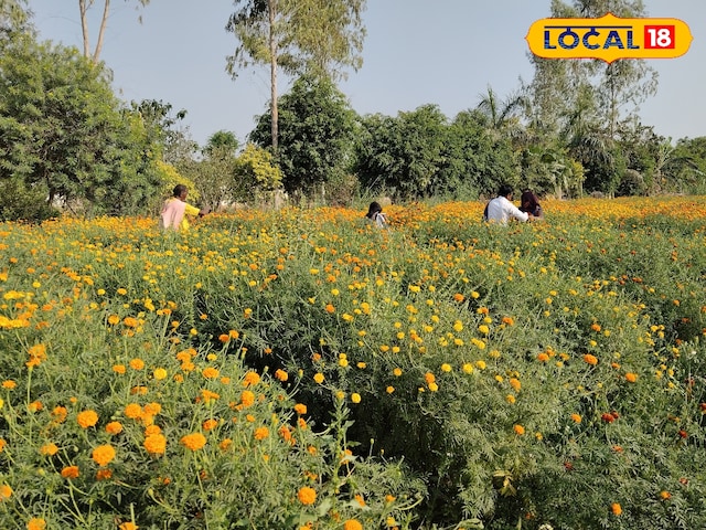 गेंदे का फूल