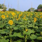 छुट्टी भीड़ को आकर्षित करने के लिए एक त्योहार शुरू करने के लिए तिरुवनंतपुरम में एक खेती सामूहिक