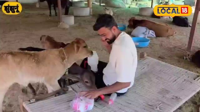 गायों