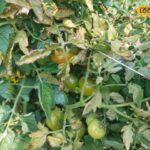 धारियों