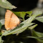 दुर्लभ तितली निलगिरिस में स्पॉट किया गया