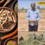 अश्वगंधा