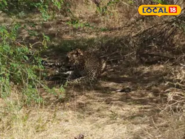 पाली के जंगलों में दिखाए गए इस खूंखार जानवर, लोगों ने इसे देखने पर इंद्रियों को उड़ाया