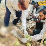 गर्मी के कारण पैंथर की बढ़ती आंदोलन, हंटर खुद एक पीड़ित बन गया