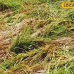 प्राकृतिक आपदाओं ने फसलों को बर्बाद कर दिया, फसल बीमा दावा कर सकते हैं