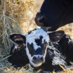 बछड़े की मौत के बाद, गाय के सूखे, मालिक ने भयानक जुगद को बाहर निकाला