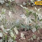 साहुपुरा