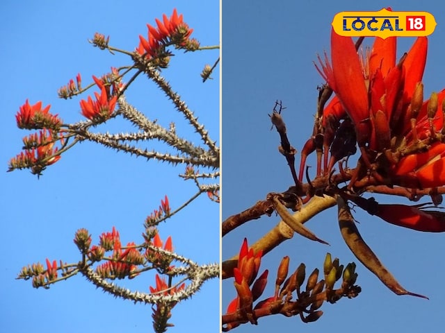 पेरभद्रा