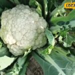 फूलगोभी