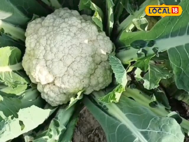 फूलगोभी