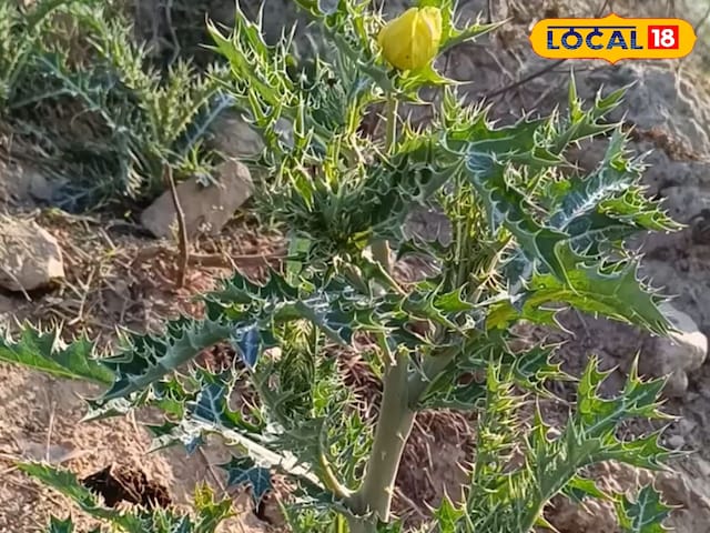 यह पौधा अस्थमा की एक संजीवनी जड़ी बूटी है, मलेरिया बुखार भी परेशान होगा