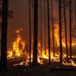 राजस्थान: कोटा वन, हत्या से नाराज किसान आज महापंचत होंगे