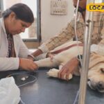 राजस्थान में डॉक्टर बनने का सुनहरा अवसर! RPVT 2025 के लिए एक आवेदन शुरू होता है!