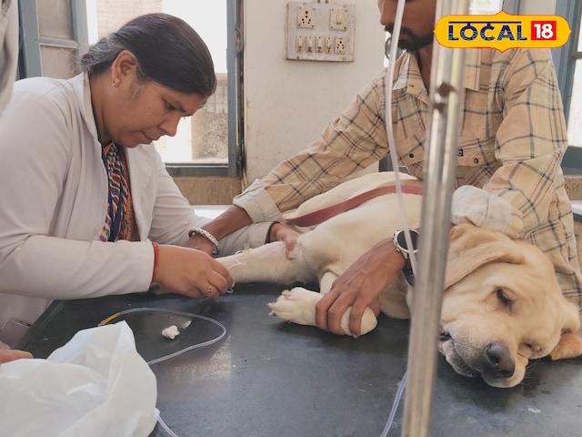 राजस्थान में डॉक्टर बनने का सुनहरा अवसर! RPVT 2025 के लिए एक आवेदन शुरू होता है!