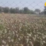 झुनझुनु