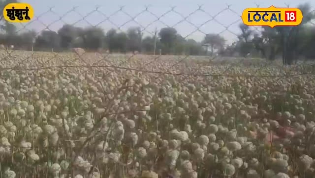 लाल प्याज के बीजों ने पहाड़ी क्षेत्र में किसानों के भाग्य को बदल दिया, एक वर्ष में सौ क्विंटल तक प्याज के बीज पैदा करते हैं!