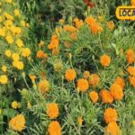 गेंदे का फूल