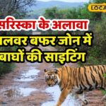सफारी सरिस्का में भरी हुई है, तनाव न लें, यहां टाइगर बैठें