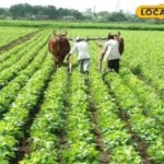 कृषि विभाग ने सिकर जिले के प्रत्येक ब्लॉक में कुल 60 जैविक समूहों का निर्माण किया