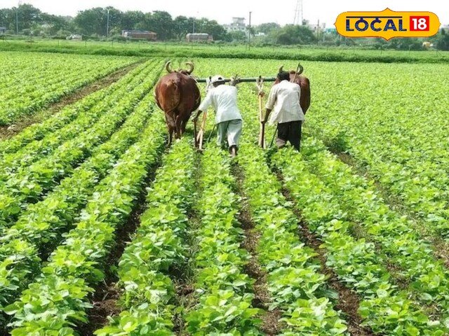 कृषि विभाग ने सिकर जिले के प्रत्येक ब्लॉक में कुल 60 जैविक समूहों का निर्माण किया
