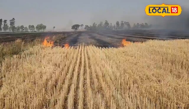 सैकड़ों एकड़ आग, राख का ढेर खेत का ढेर बन गया … इस विनाश का कारण क्या है?