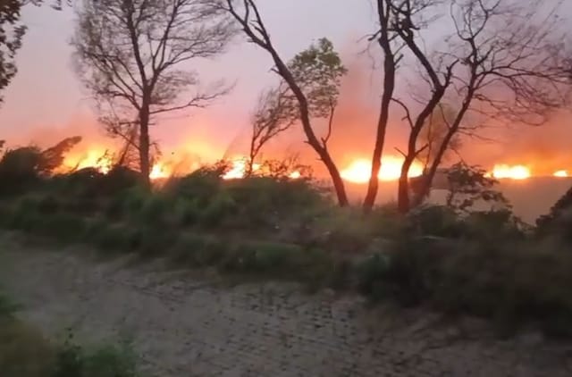 हरियाणा: सिरसा में, किसानों को मिट्टी में कड़ी मेहनत मिली, आग के कारण राख के लिए 700 एकड़ की फसल जल गई