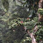 हिमस्खलन में इंद्रधनुषी ट्राउट फार्म: एक 100 साल पुरानी परंपरा को फिर से शुरू करता है