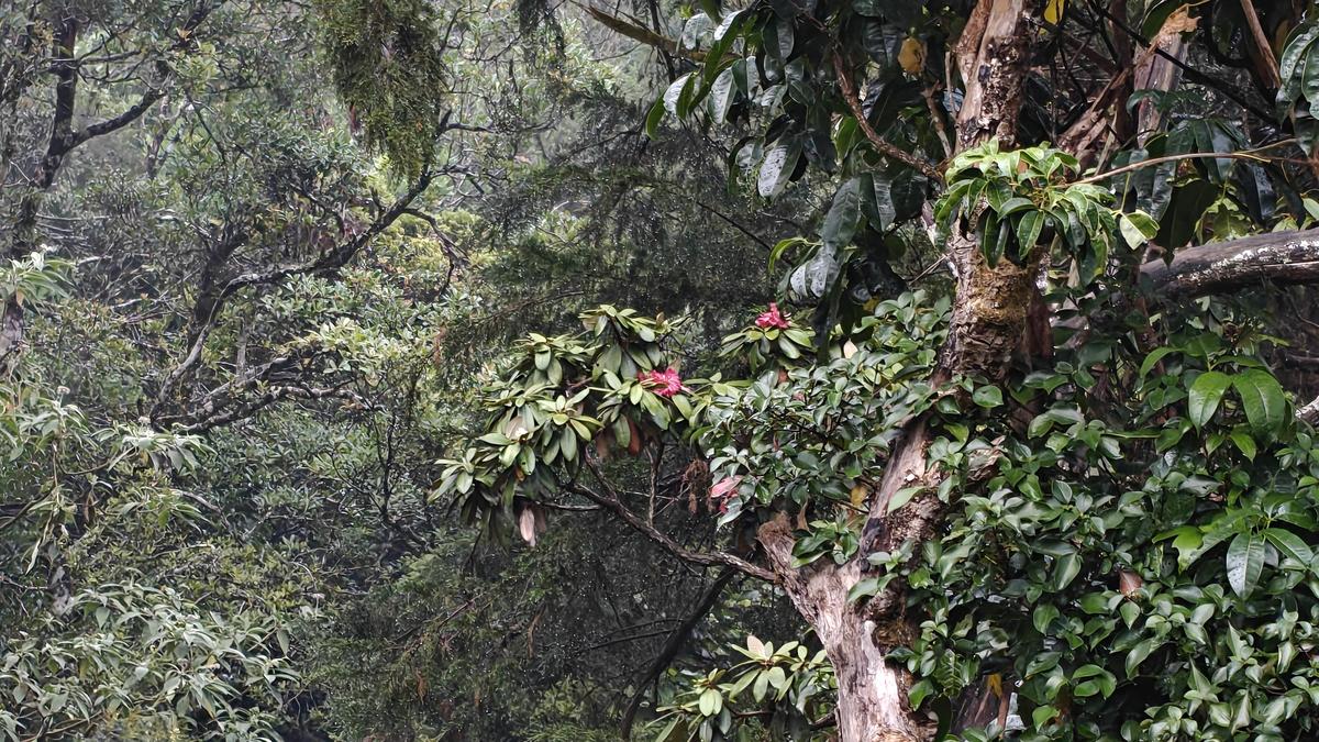 हिमस्खलन में इंद्रधनुषी ट्राउट फार्म: एक 100 साल पुरानी परंपरा को फिर से शुरू करता है