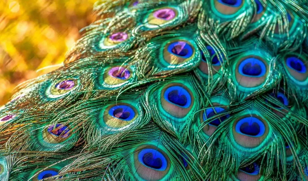 peacock feather