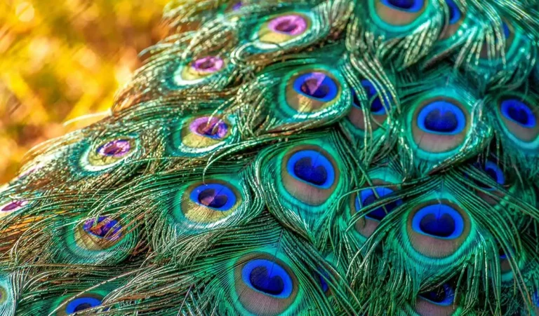 peacock feather