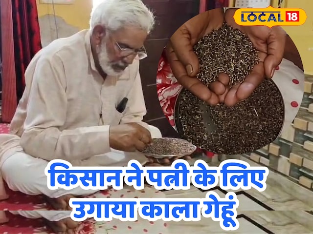 अलवर किसान की अनूठी पहल: काले गेहूं बढ़ते हुए मधुमेह की लड़ाई, अन्य किसानों के लिए प्रेरणा