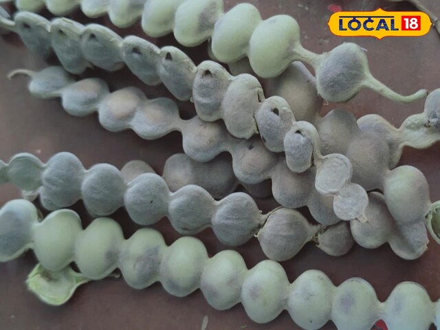 आयुर्वेदिक लाभ: आयुर्वेद बबूल के पेड़ में उपयोगी है, दांतों और त्वचा की समस्याओं में फायदेमंद है। इसकी छाल, पत्तियां, बीज और फल