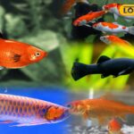 समाचार 18