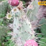 वन-संजली