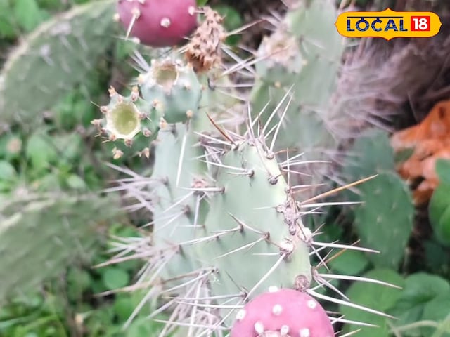 इस कांटेदार पौधे को घर में, जोड़ों में दर्द और एनीमिया हटा दिया जाएगा