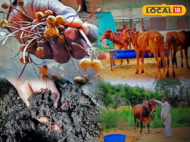 इस देसी पद्धति ने खेती की दुनिया को बदल दिया, भरतपुर के किसान जैविक नायक बन गए!