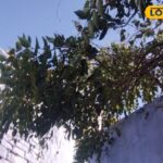 इस पेड़ पर, देवता बसे हुए हैं, दर्द का दुश्मन और इन बीमारियों का समय