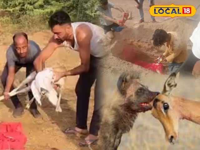 इस बार इंसान नहीं .. यह खूंखार जानवर काले हिरण का शिकार कर रहा है, सबसे अधिक संख्या में मामले यहां आए हैं