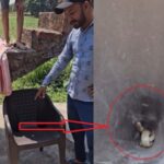 कुर्सी से अजीब आवाजें आ रही थीं, मांस का मांस पहले देखा गया था, हिल गया और उड़ गया