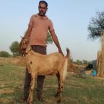 एक हिंदू किसान के लिए पैदा हुई एक अनोखी बकरी, मुसलमानों ने कान को देखकर झुंड बनाया