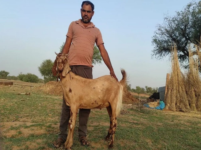 एक हिंदू किसान के लिए पैदा हुई एक अनोखी बकरी, मुसलमानों ने कान को देखकर झुंड बनाया