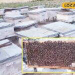 मधु मक्खी