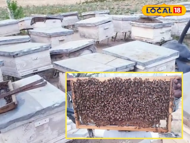 मधु मक्खी