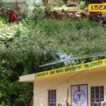 हरियालो राजस्थान अभियान, करौली में 12 लाख पौधों का रोपण