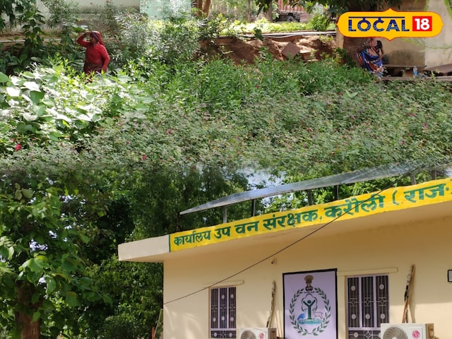 हरियालो राजस्थान अभियान, करौली में 12 लाख पौधों का रोपण